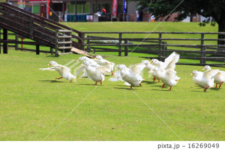 マザー牧場のアヒルの大行進 マザー牧場のアヒルの大行進 16269049