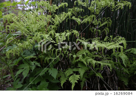 クジャクシダ 16269084