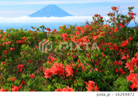 甘利山山頂のレンゲツツジと富士山 16269872