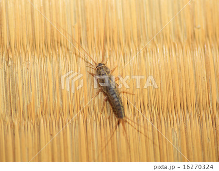 シミ（衣魚、紙魚） 16270324