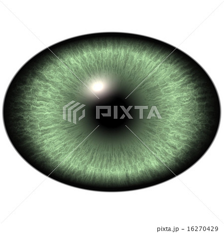 Elliptic realistic green iris,light reflection eye Elliptic realistic green iris,light reflection eye 16270429
