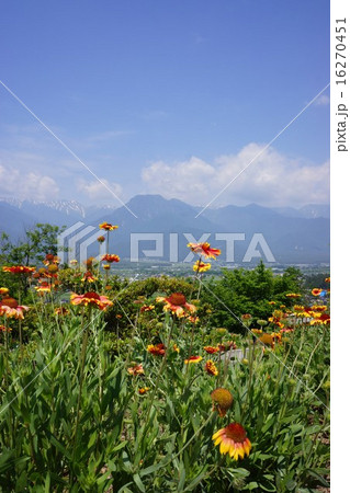 池田町　オオテンニンギクと北アルプス展望 16270451