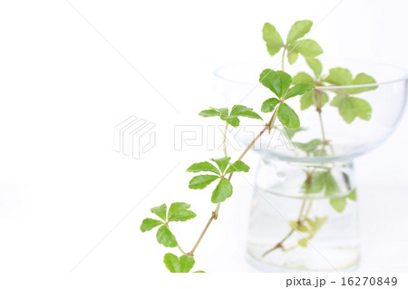 涼しげな観葉植物のアレンジの写真素材