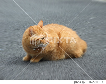 茶トラ猫 茶トラ猫 16270964