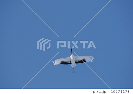 青天飛行 16271173