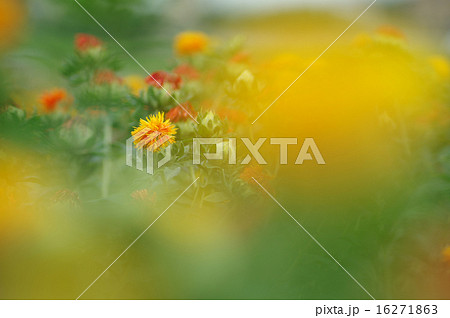ベニバナ 16271863