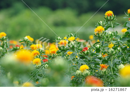 ベニバナ ベニバナ 16271867