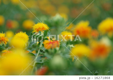 ベニバナ ベニバナ 16271868