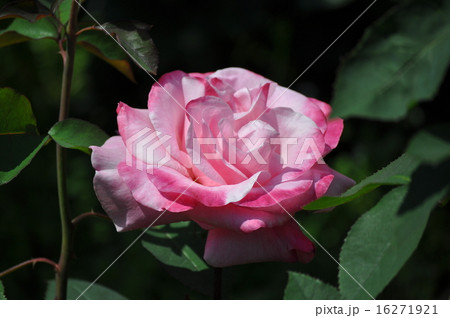 満開のベルナールビュッフェ 満開のベルナールビュッフェ 16271921