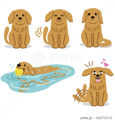ゴールデン レSet of adorable Golden Retriever expression 16272213