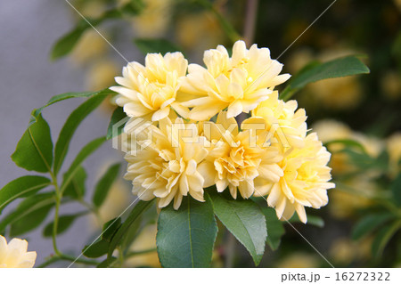 モッコウバラ モッコウバラ 16272322