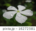 白い花と露 16272381