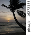 海と夕日とヤシ 16272383