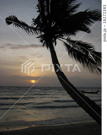 海と夕日とヤシ 16272383