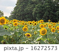 ひまわり 16272573