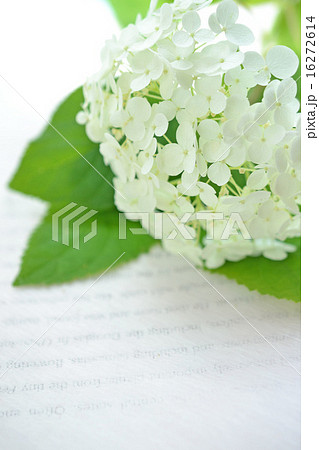 本の上のアナベル 16272614