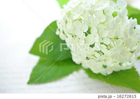 本の上のアナベル 16272615