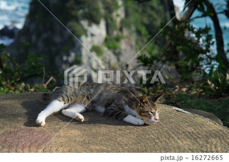 くつろいで くつろいで 16272665