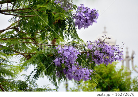 ジャカランダ 16272676