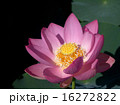 大賀ハス 16272822