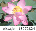 大賀ハス 16272824