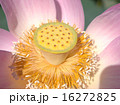大賀ハス 16272825