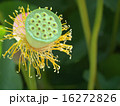 大賀ハスの花托 16272826