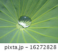 草の露 16272828