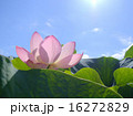 大賀ハス 16272829