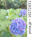 アジサイ 16272831