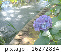 水辺のアジサイ 16272834