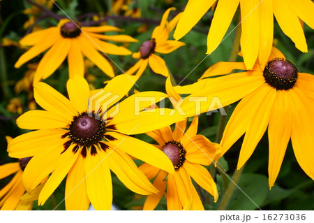 黄色のヒナギク 黄色のヒナギク 16273036