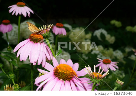 蝶とピンクのヒナギクの花 蝶とピンクのヒナギクの花 16273040