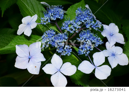 青いガクアジサイの花 青いガクアジサイの花 16273041