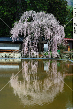 枝垂れ桜 枝垂れ桜 16273185