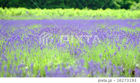 ラベンダー畑 ラベンダー畑 16273193