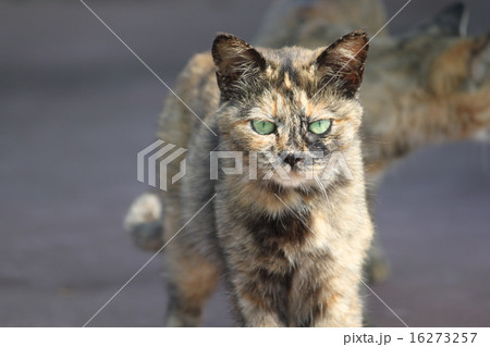 のらねこ 16273257