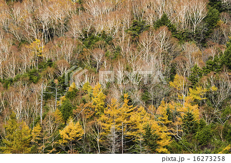 秋 黄葉 ダケカンバ 風景 自然 日光市 川俣 山王林道 樹木 木 植物の写真素材