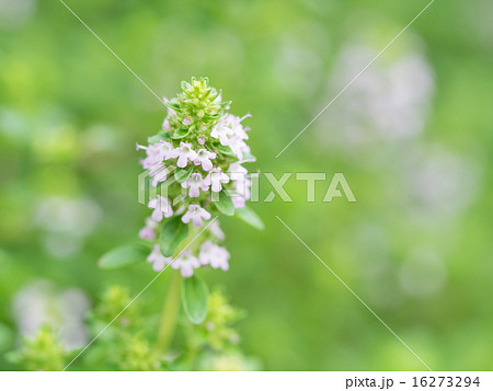 ハーブのワイルドタイム 16273294