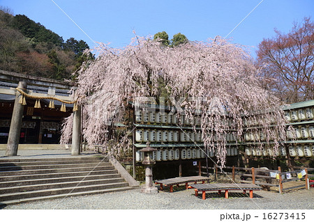 京都　大石神社　大石桜 16273415