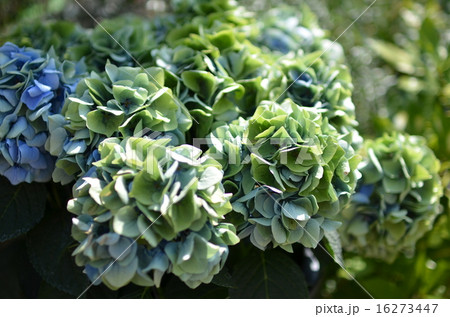 アジサイ-25 16273447