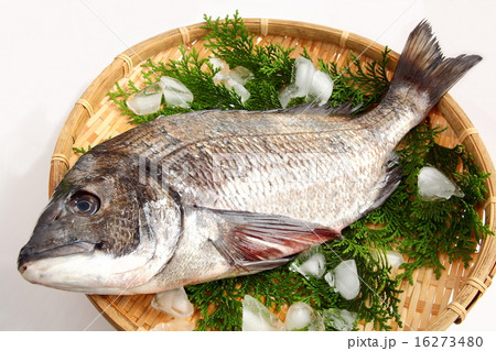 黒鯛 チヌ 黒鯛 チヌ 16273480