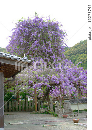 登り藤 登り藤 16273742