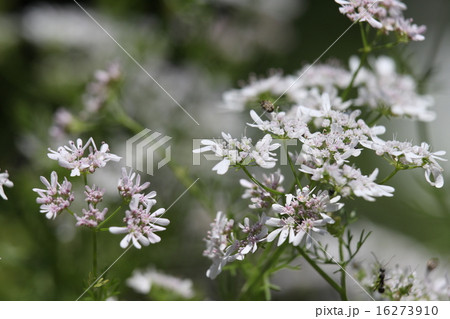 コエンドロ 16273910