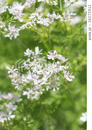 コエンドロ 16273912