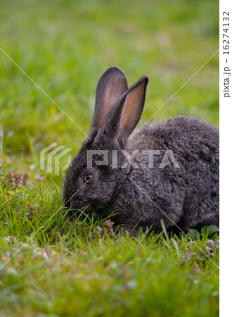 little rabbit little rabbit 16274132