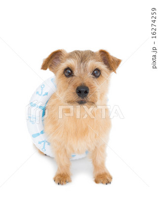 浮き輪をした犬の写真素材