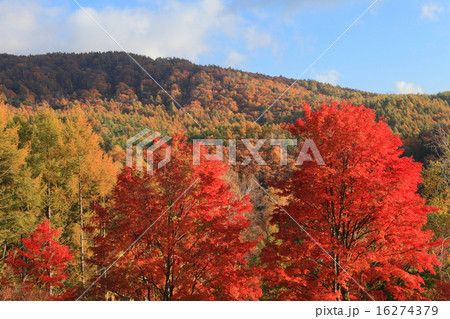 横谷渓谷紅葉 16274379