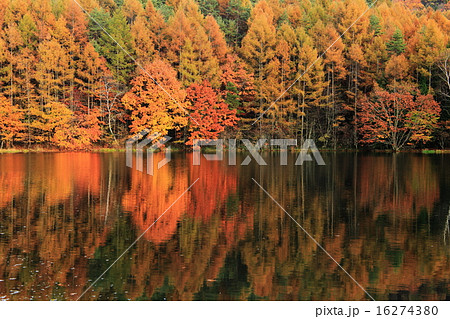 御射鹿池紅葉 16274380