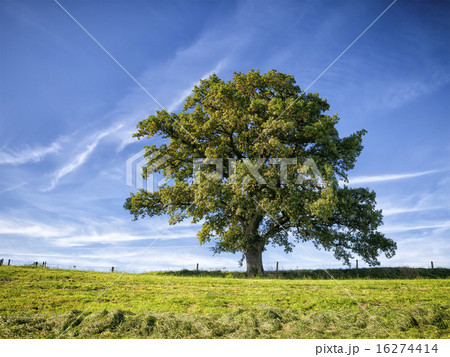tree and meadow 16274414